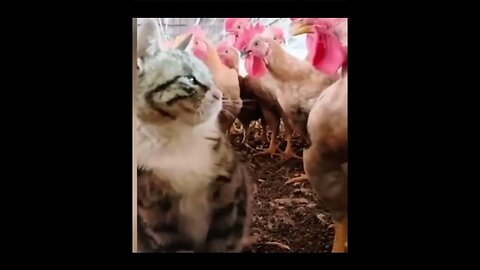 Ha ha ha #trending #ytshorts #funny #funnyshorts #cats