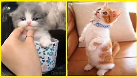 Funny animals Try Not To Laugh To These Pets Compilation