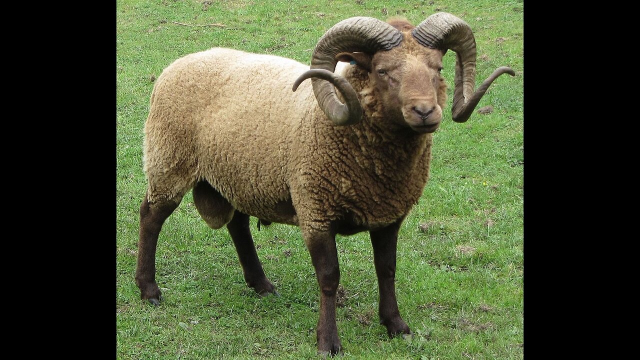 We feed the ram so that it becomes big
