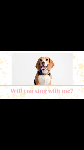 Talented and adorable beagle, sings with all of his heart!