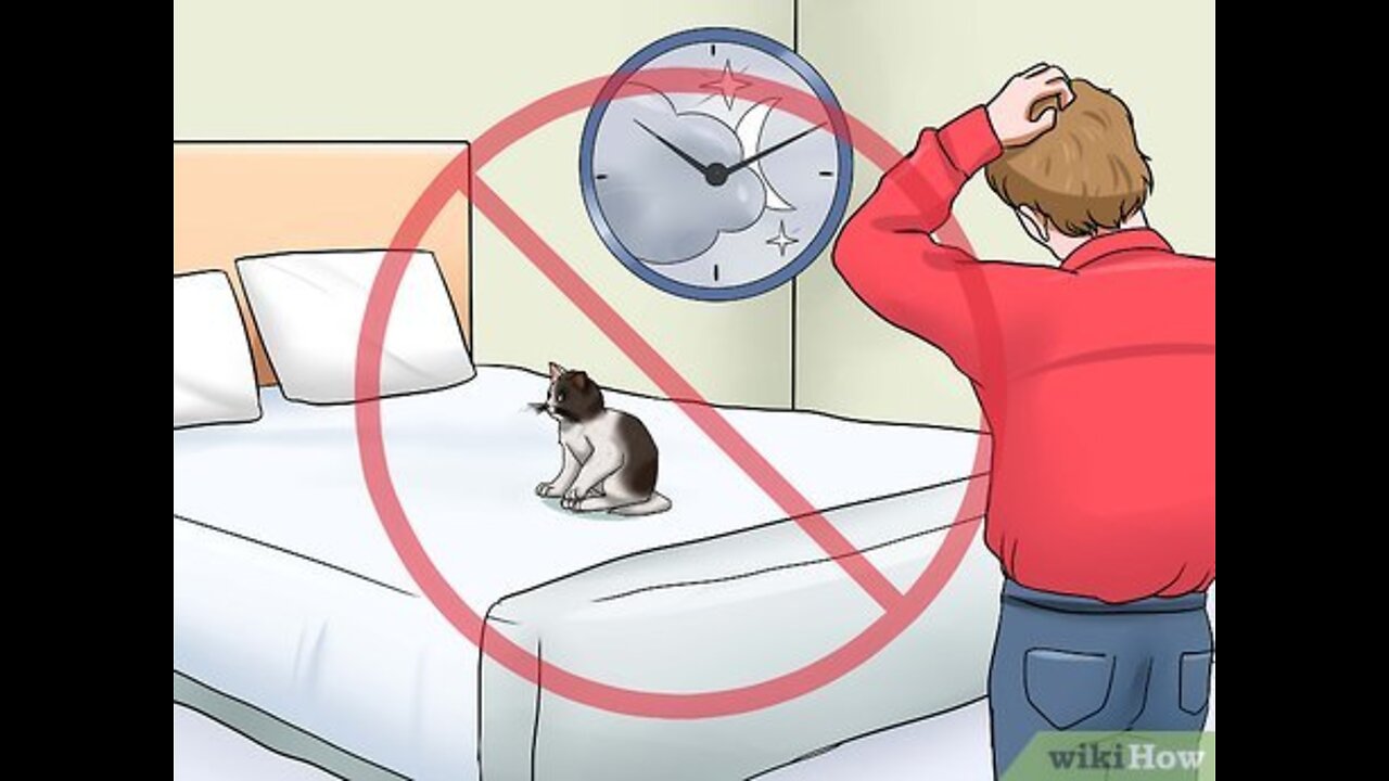 Simple Trick To Calm Down a Cat