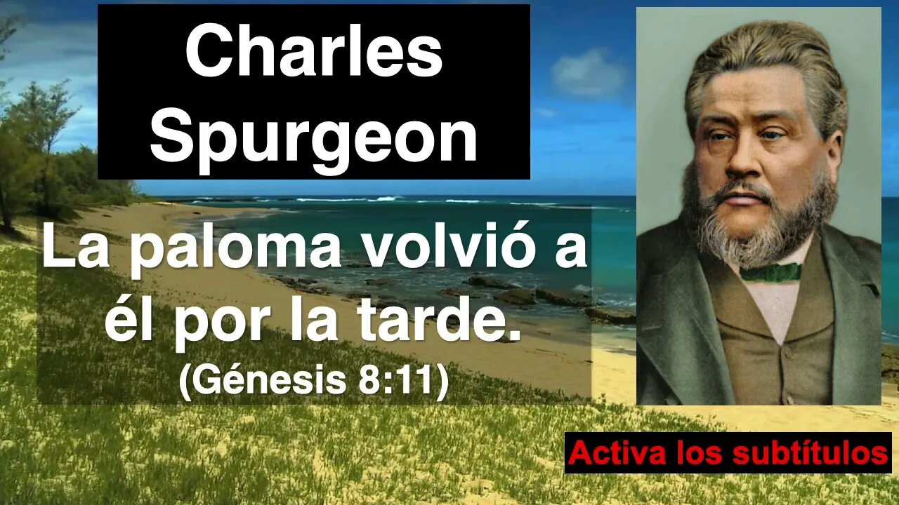 La paloma volvió a él por la tarde (Génesis 8,11) Devocional de hoy Charles Spurgeon