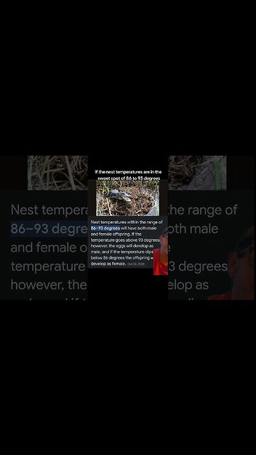 Temperature determines crocodile sex