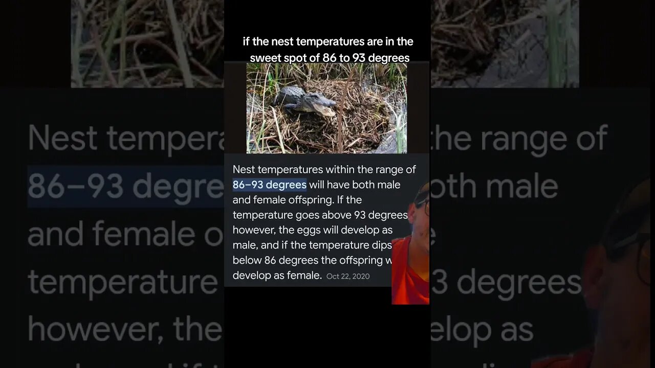 Temperature determines crocodile sex