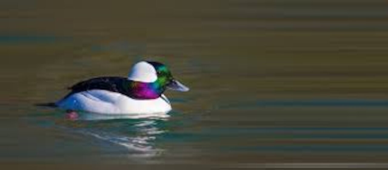 Beautiful ducks in Japan