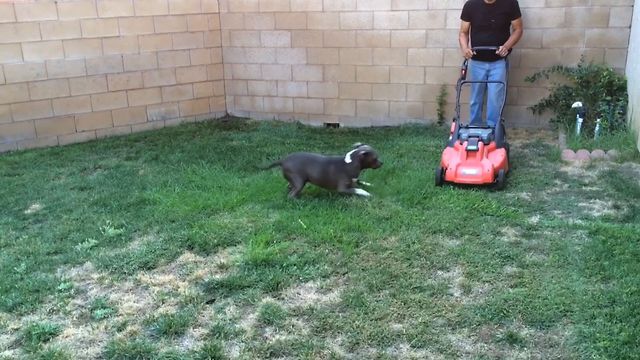 Dog Defends Yard From Lawnmower