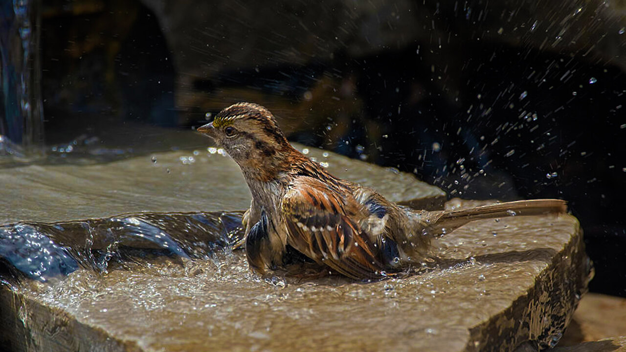 Sparrow takes a bath