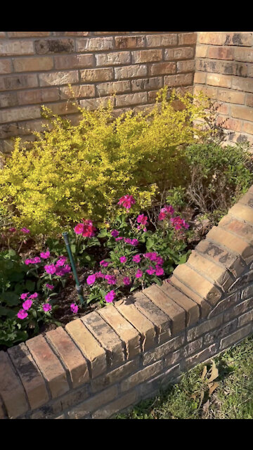 Flowers after Texas great freeze 2021