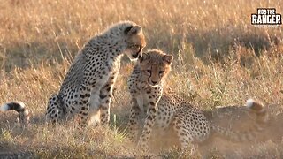 Cheetah Family At Sunrise | Maasai Mara Safari | Zebra Plains