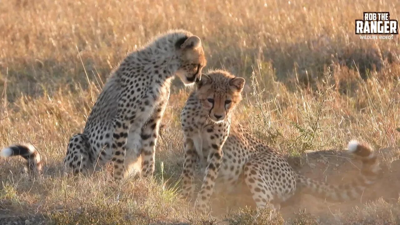 Cheetah Family At Sunrise | Maasai Mara Safari | Zebra Plains