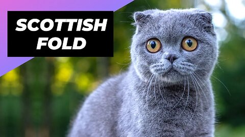 Scottish Fold 🐱 The Cutest Cat Breed