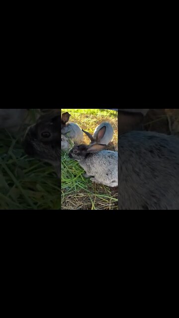 Juvenile Bunnies Enjoying Grass & Alfalfa 🐇🐰#shorts #bunnies #champagnedargentrabbit
