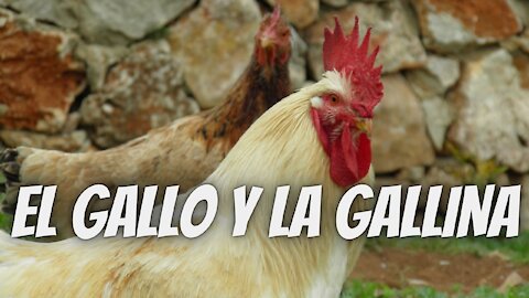 EL GALLO Y LA GALLINA