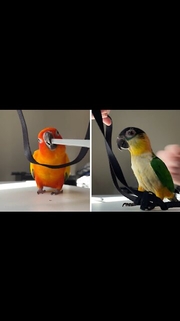 How to harness train your pet parrot