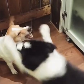 Border collie fly like butterflies and sting like bees