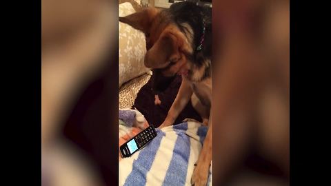 Funny German Shepherd Dog Plays A Phone