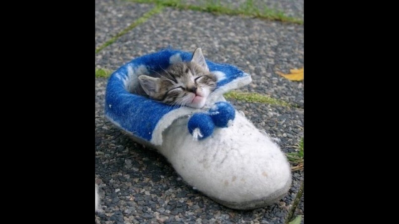 Cat stuck in a shoe - Funny cat video