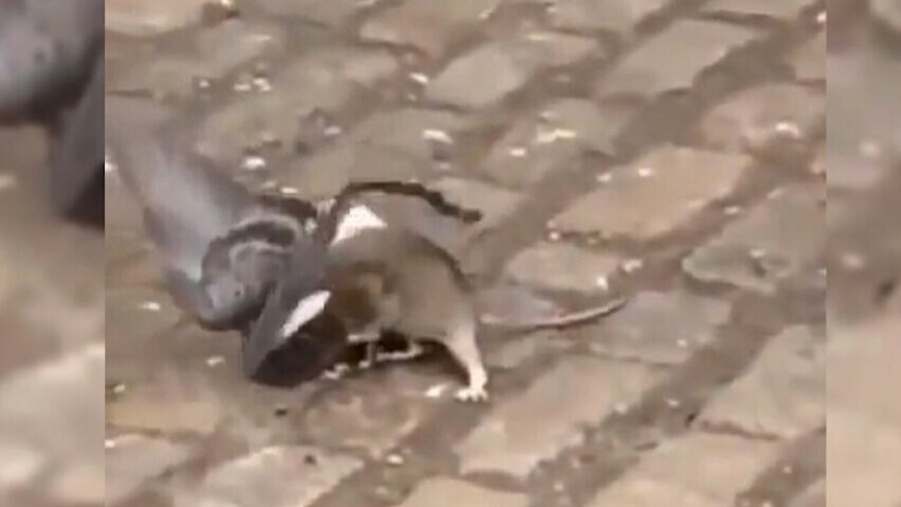 MOUSE CATCH PIGEON