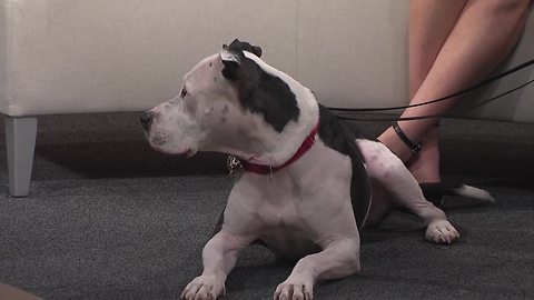 Pet of the Week: River