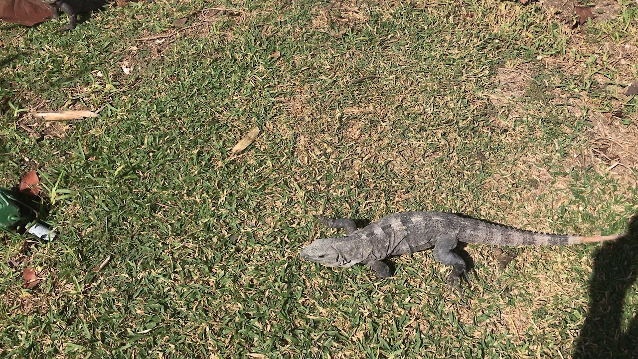 Iguanas In Cancun