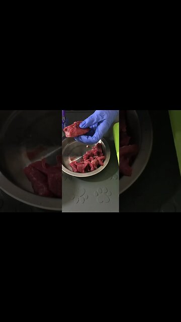 Making cat food is easy #shorts