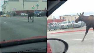 Alce corre sulla strada e rallenta il traffico in Alaska