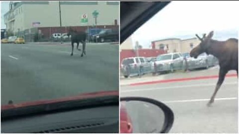 Alce corre sulla strada e rallenta il traffico in Alaska