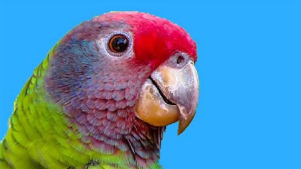 Parrot Singing Freely