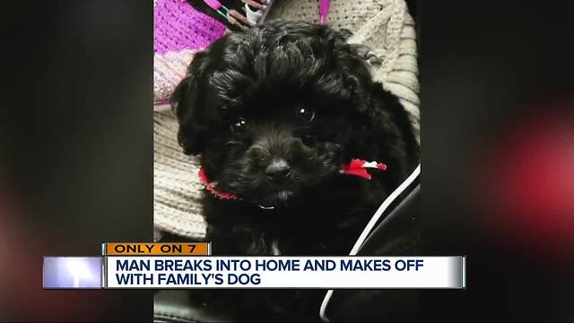 Puppy stolen from front window of Detroit condo, family concerned