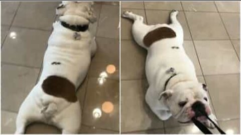 Ecco Hippo, il bulldog più insistente e testardo di Vancouver