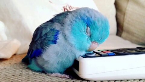 Funny Parrot 🤣 what will happen to these birds? 🤔