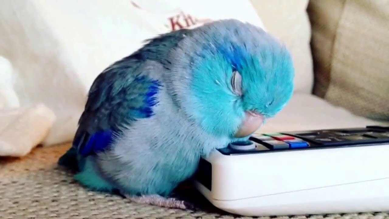 Funny Parrot 🤣 what will happen to these birds? 🤔