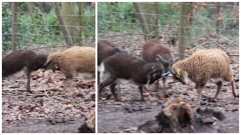 Sheeps head butting each other