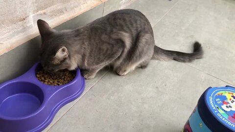 Cuidado com seu gatinho, confira horários e quantidade de ração que vc deve dar!