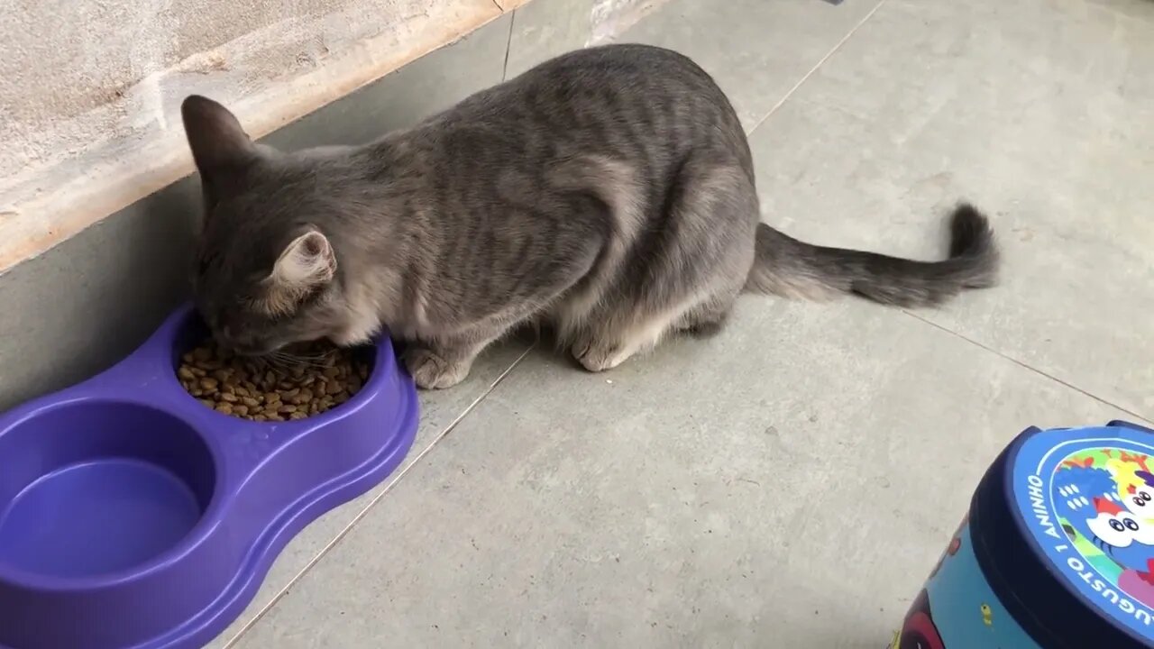 Cuidado com seu gatinho, confira horários e quantidade de ração que vc deve dar!