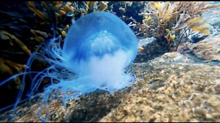 JELLYFISH in the SEA