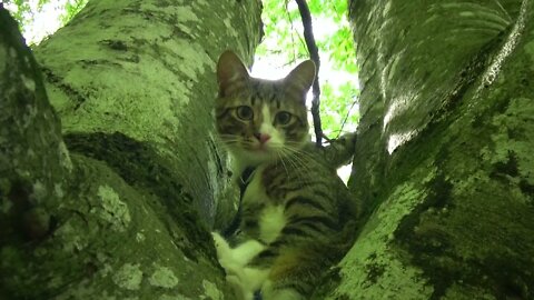 Cute Kitten Chases Bees in a Tree