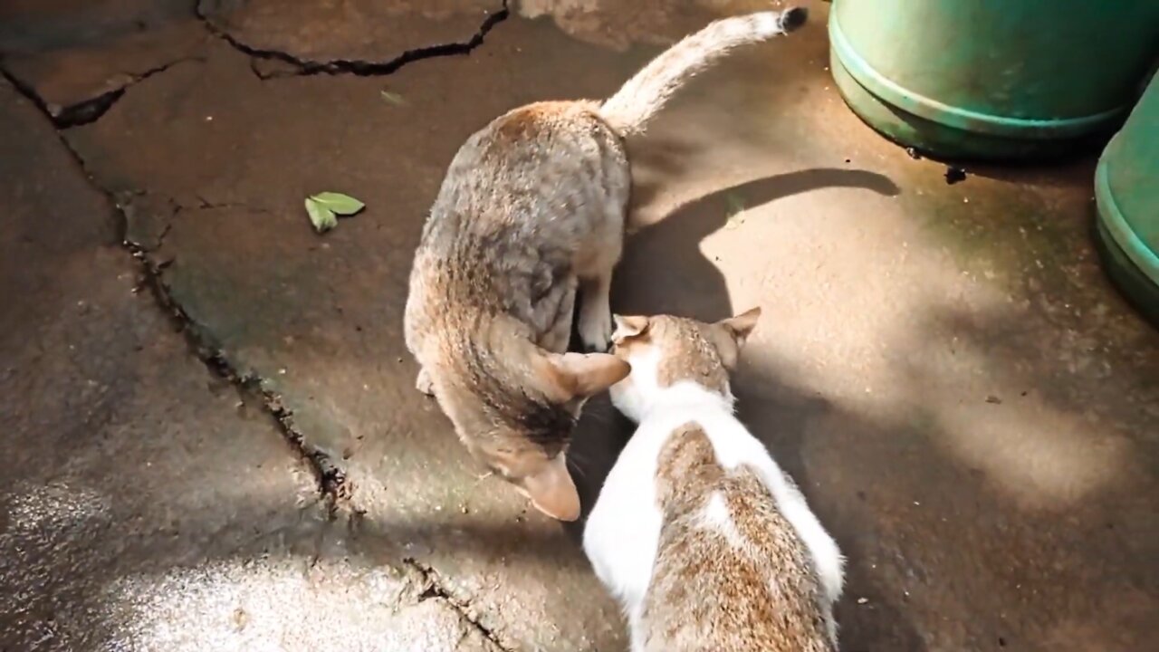 CAT FUNNY VIDEO/NNEW AND BEST VIDEO FOR FUNNY/CAT EATING VIDEO/