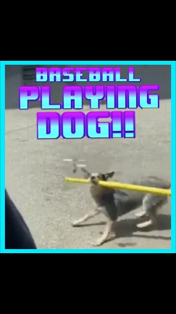 "THIS DOG IS BADASS WARCH THE DRONE BASEBALL PLAYING DOGGY!!"