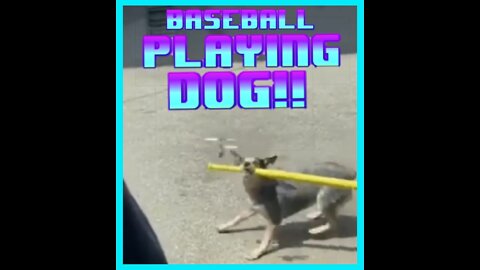 "THIS DOG IS BADASS WARCH THE DRONE BASEBALL PLAYING DOGGY!!"