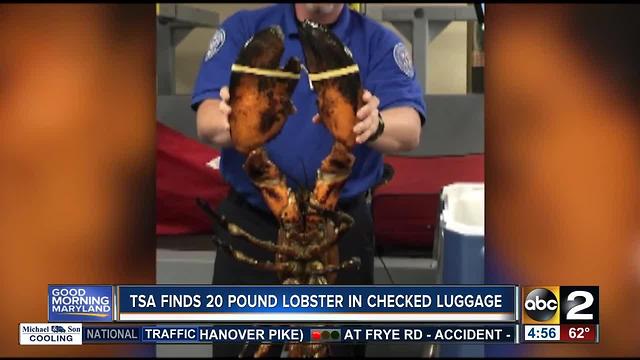 20-pound live lobster found in luggage at Boston airport