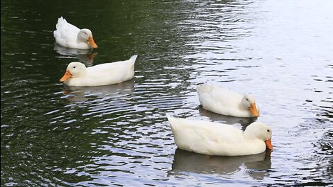 Duck,Ducks playing in water, Ducks video, Ducks in water, ducks shower