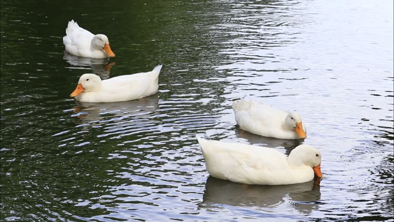 Duck,Ducks playing in water, Ducks video, Ducks in water, ducks shower