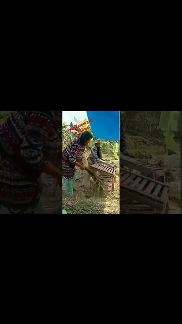 panen padi tradisional #shorts #viral #video #youtubeshorts #youtube #tradisional #panen #padi