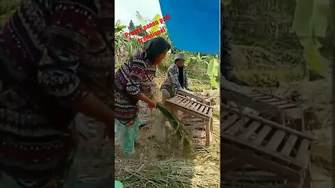 panen padi tradisional #shorts #viral #video #youtubeshorts #youtube #tradisional #panen #padi