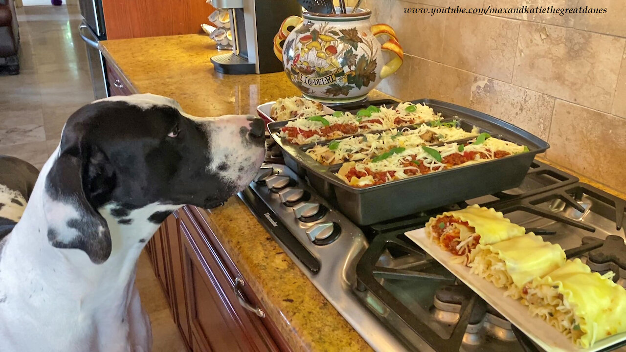 Great Dane Inspects Three Row Lasagne Pan and Rollups