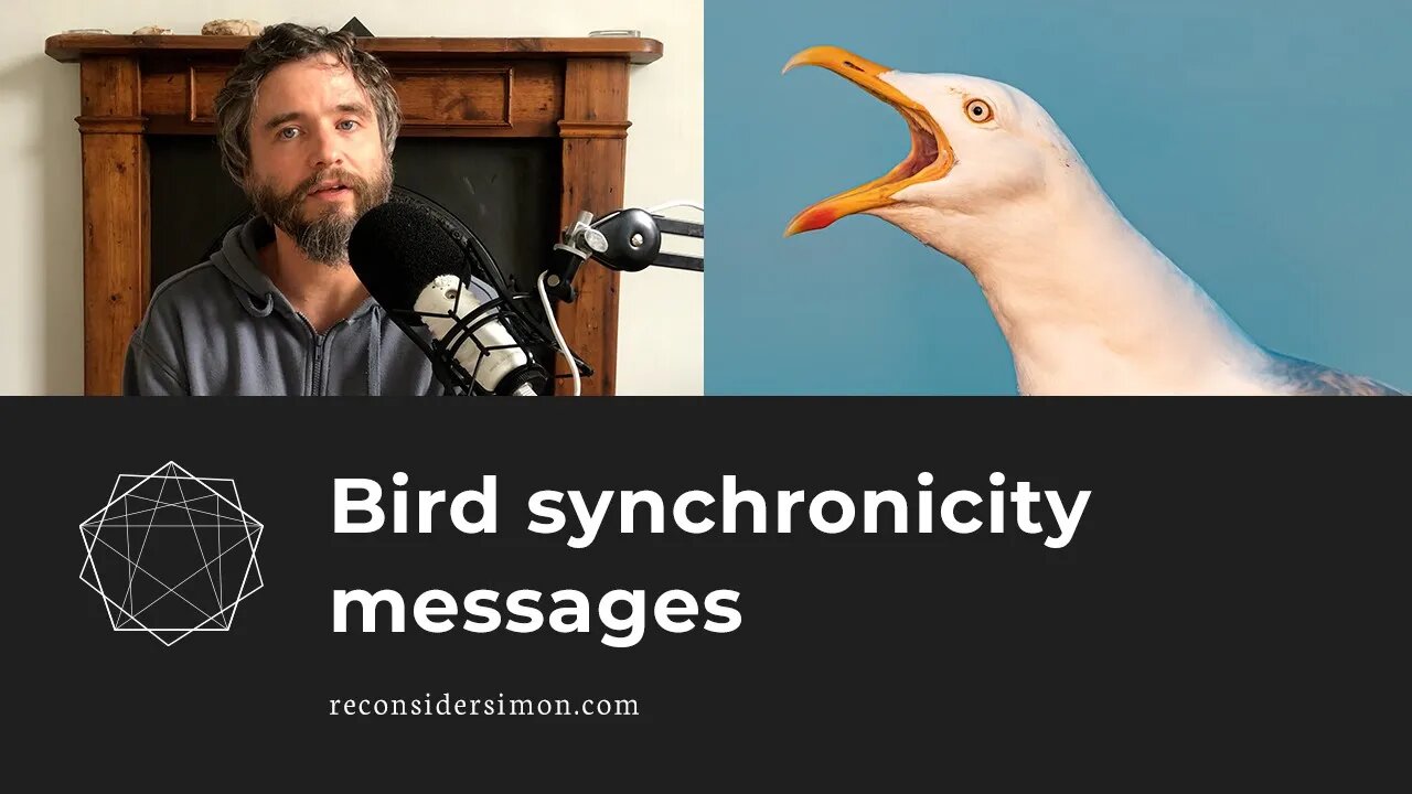 Bird synchronicity messages