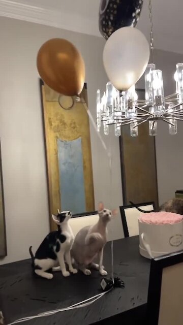 Kitty Cat Balloon Party Is The Best Party Ever