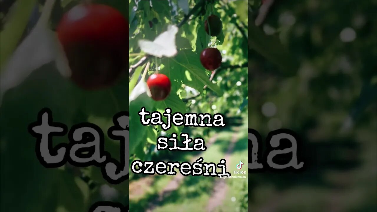 tajemna siła czereśni #podcast #audio #czereśnie #podlasie podla