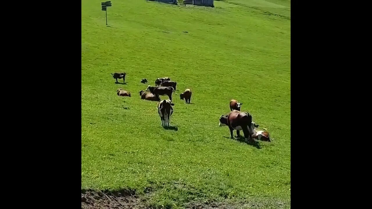 Beautiful cow bells in Mont d'Arbois, Megeve, French Alps. Sound up 🎶🎶